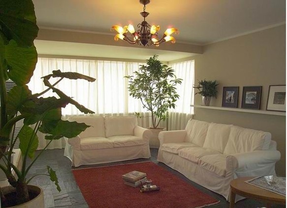 客厅绿化植物